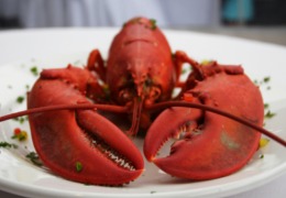 化妝品原料小百科：蝦青素的來源你知道嗎？