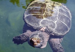 肌醇——魚、蝦飼料的能量補(bǔ)給站！