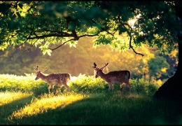 一 水 肌 酸 在 畜 禽 生 產(chǎn) 中 的 應 用（上）