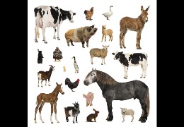 一 水 肌 酸 在 畜 禽 生 產(chǎn) 中 的 應 用（下）