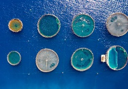 β－羥基－β－甲基丁酸在水產(chǎn)動物中應(yīng)用的研究進展（下）