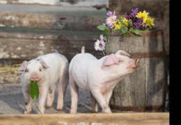 β －羥基- β －甲基丁酸在家畜生產(chǎn)中的應用（下）