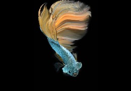 科普：魚膠原蛋白肽有哪些功能和作用？